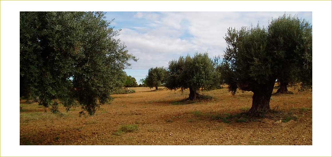 Campos de olivas del bajo aragón